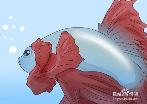 斗鱼直播性别设置,怎么区别斗鱼的性别