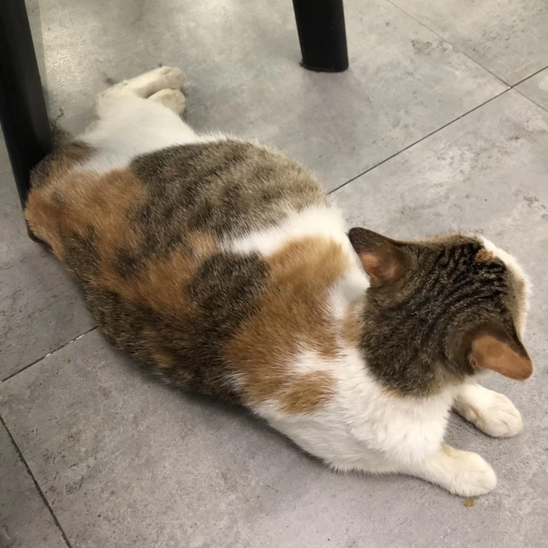 猫咪绝育时发现怀孕怎么办,猫咪小不能绝育怎么避免怀孕