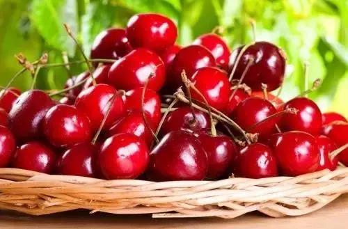 西安西郊摘樱桃最佳地方,长安区附近樱桃采摘的地方