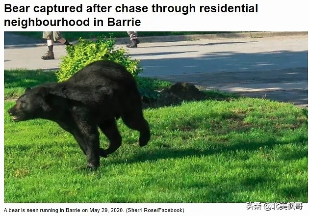 加拿大最危险五大动物,全球十大危险有毒动物