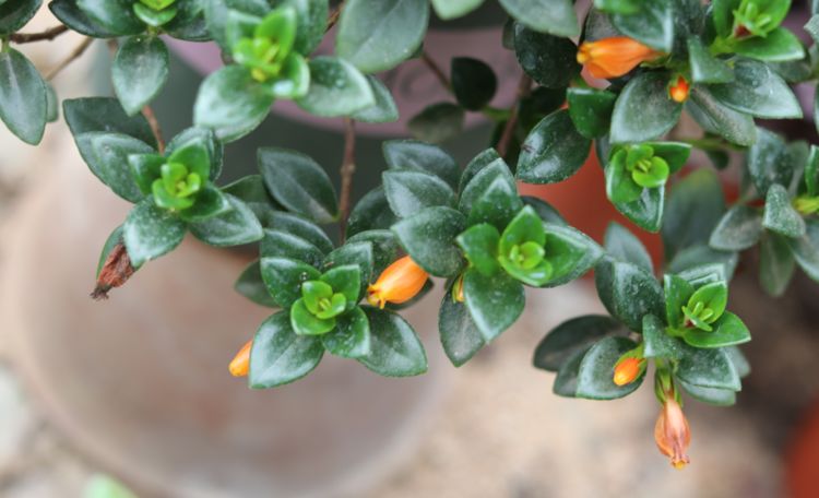 金鱼吊兰要什么样的枝条可以扦插,扦插金鱼吊兰生根最快方法