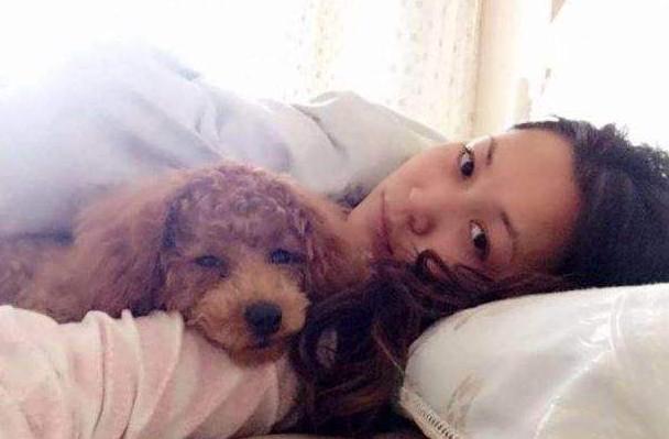 泰迪犬的睡姿图片,泰迪犬如何睡觉