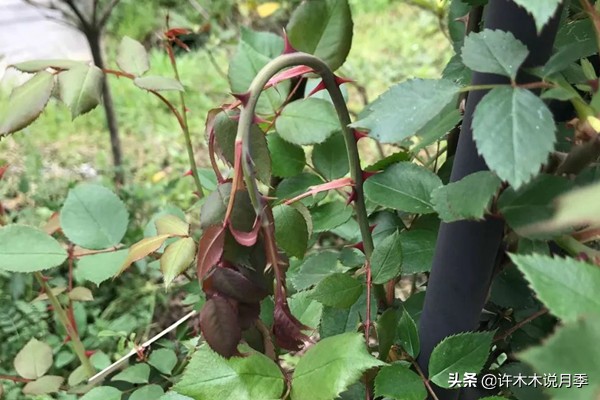 月季芽点都枯了月季还能活吗,月季枯萎了还能救活吗