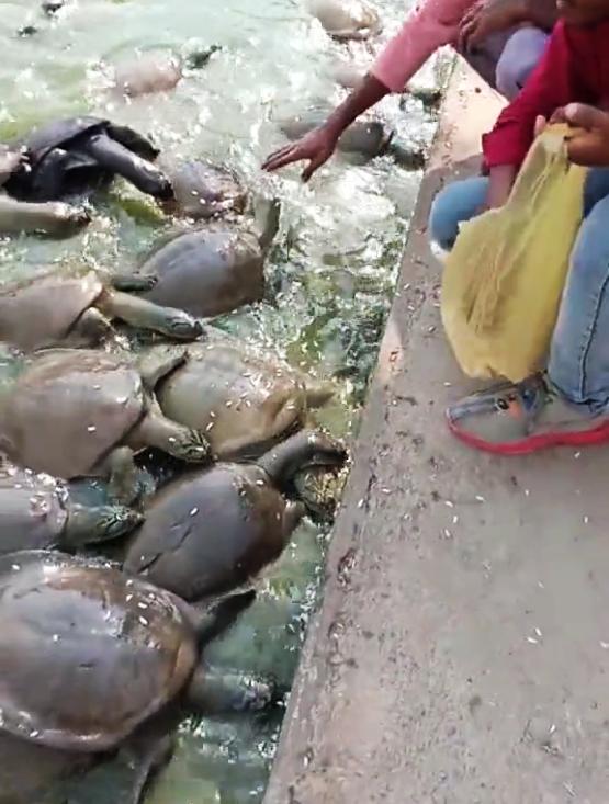 印度恒河甲鱼泛滥真实记录,印度恒河甲鱼泛滥为何没人敢吃