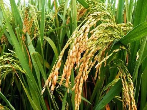 黑龙江省水稻高产施肥,水稻怎么施肥高产海南