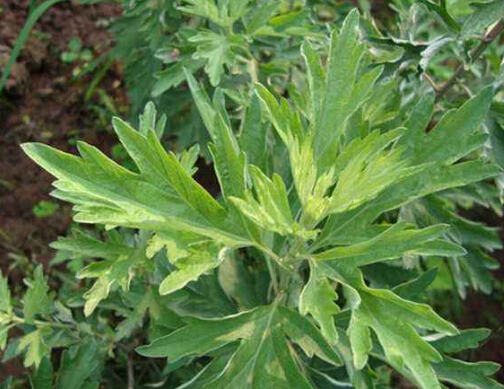 驱逐螨虫,艾草来帮忙。