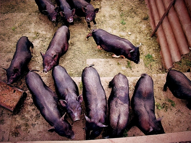 猪为什么被人们歧视,猪对少数民族意味着什么