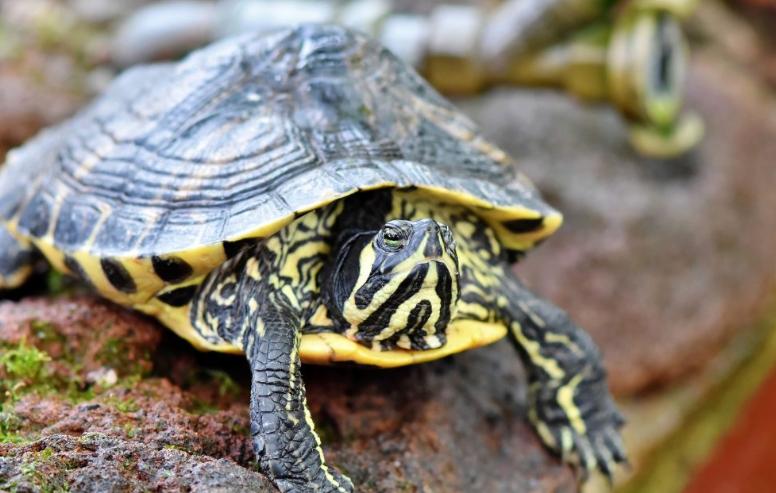 乌龟有臭味怎么消除,乌龟死后大概多久才会发出臭味