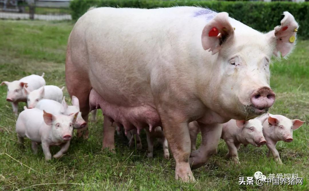 三元母猪产生的猪苗好养吗,三元母猪最好的养殖方法