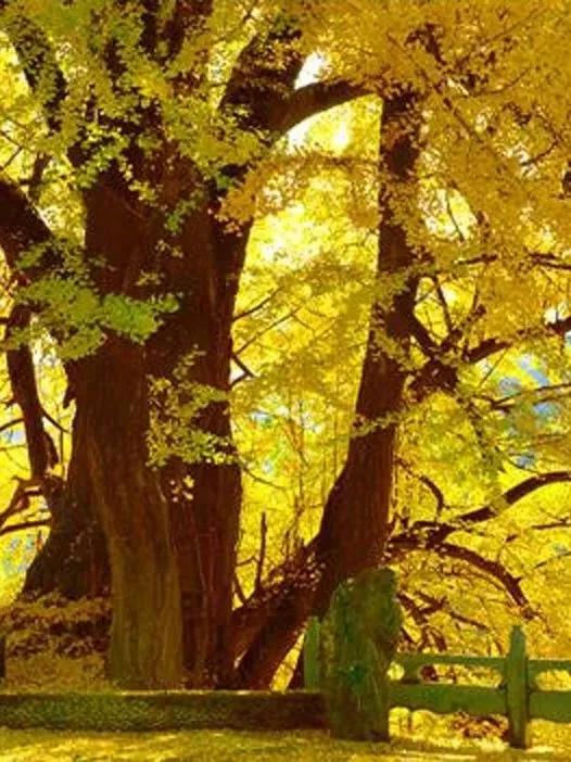 大美中国甘肃康县,央视大美中国甘肃康县