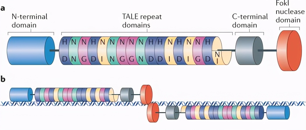 基因魔剪是什么概念,基因研究的热点