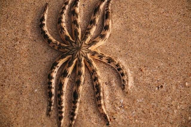 派大星能进食吗,派大星有几克