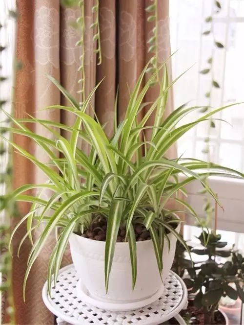 吸甲醛吸苯植物十大排行榜,什么绿色植物吸甲醛和苯