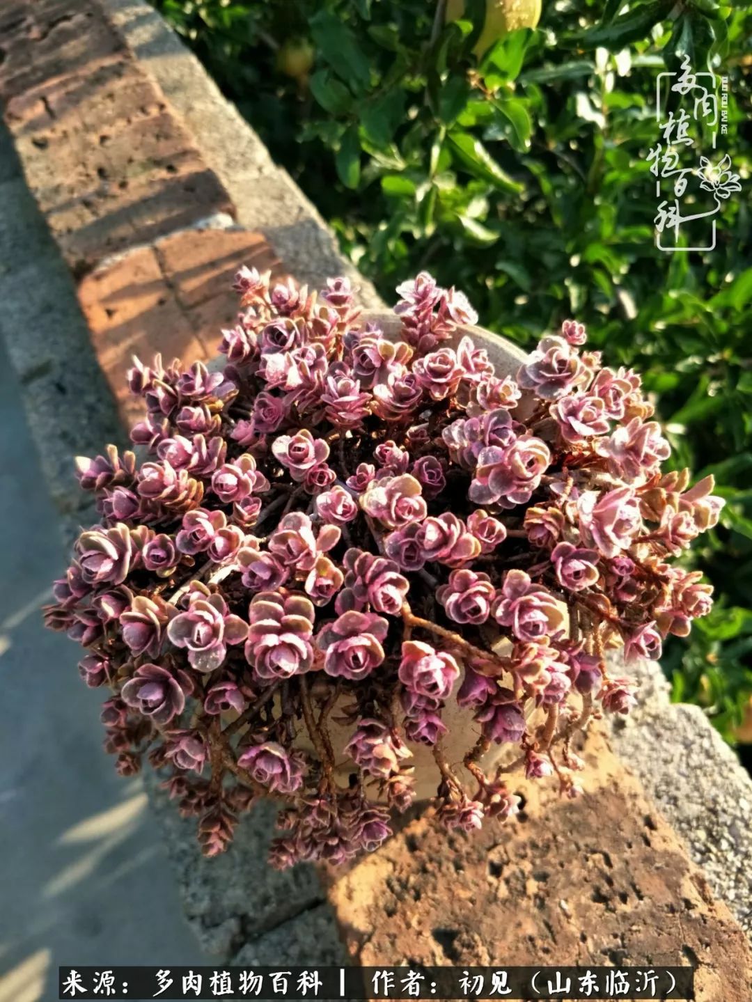 四季颜值在线的多肉,多肉的每一天