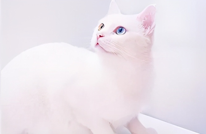 秦皇岛这只网红猫日常“巡逻”你见过吗?岛上还有这些撸猫好去处~