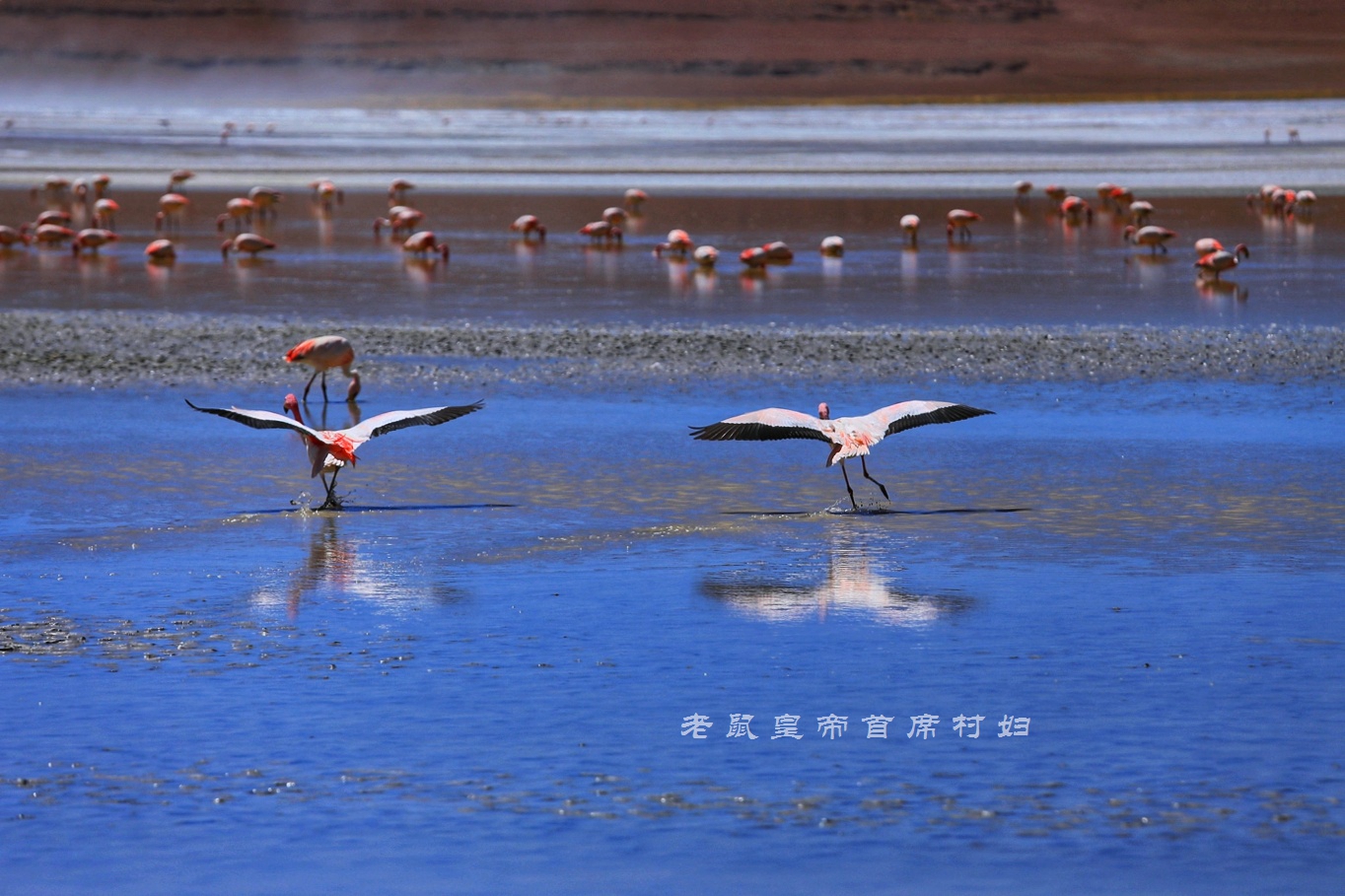玻利维亚只看天空之镜？七彩湖火烈鸟4层楼高的仙人掌更精彩