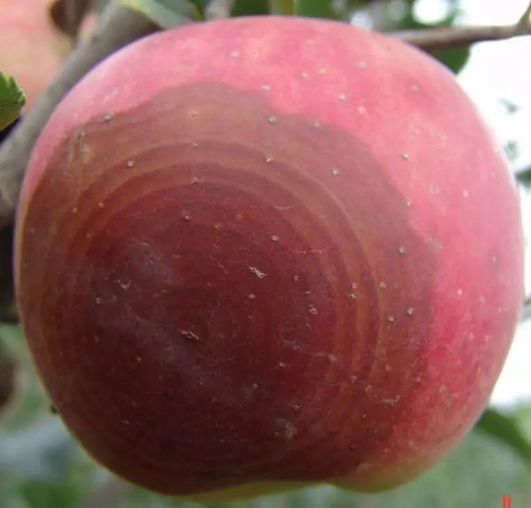 苹果轮纹病的防治时间,苹果轮纹病害治疗