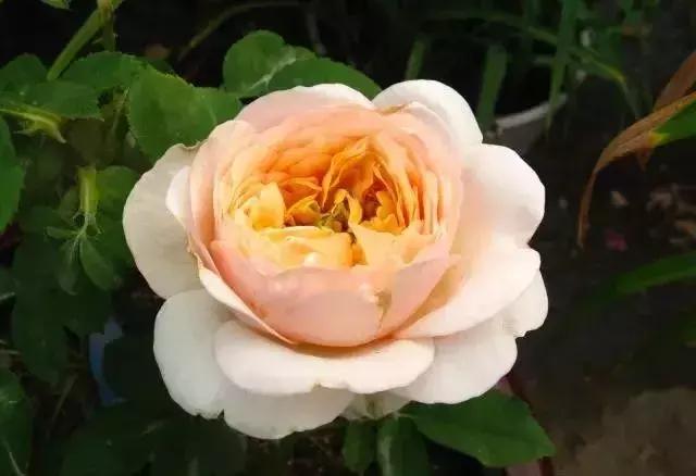 100种玫瑰品种图鉴大全,100种玫瑰品种图解