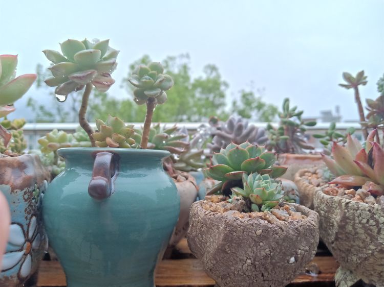 多肉植物成功授粉后，“这些”要点一定要注意