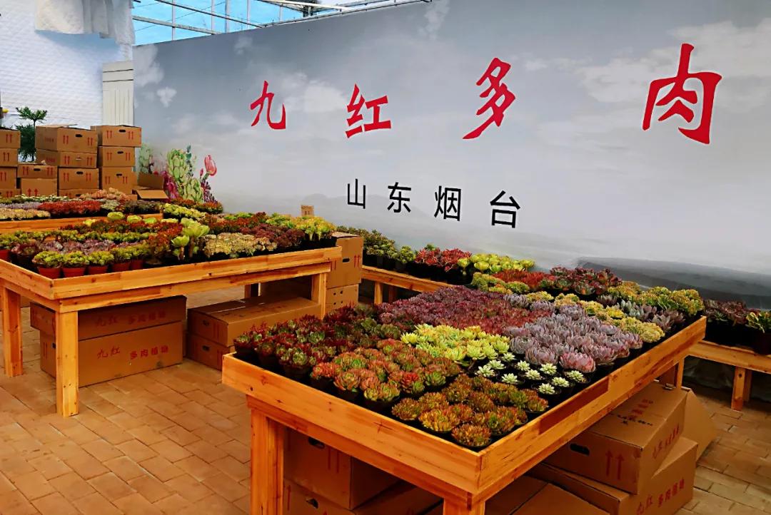 这个年销量上亿株多肉的县城，举办了首届多肉电商节