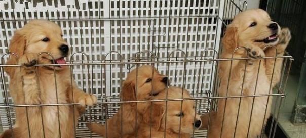 金毛幼犬的正确饲养方法,金毛幼犬轻微护食怎么办
