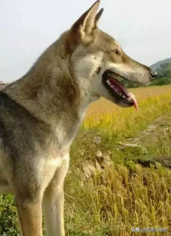 这样的中华田园犬难道你不爱吗,怎么样的才能称得上中华田园犬