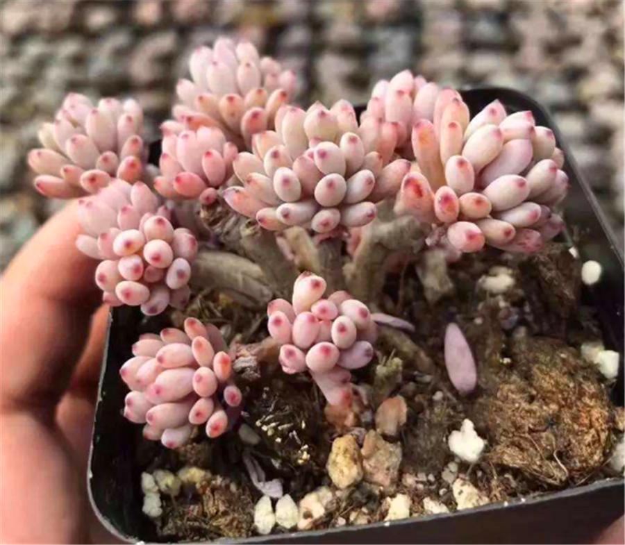 粉蓝多肉的图片,多肉粉色提示图