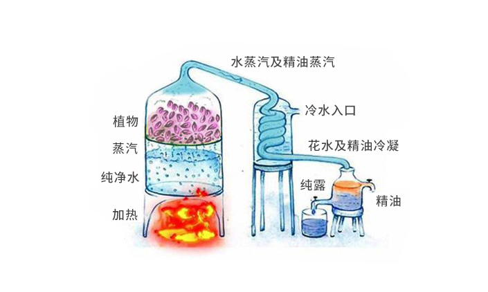 养了猫夏天怎么去蚊子,养了猫怎么驱蚊