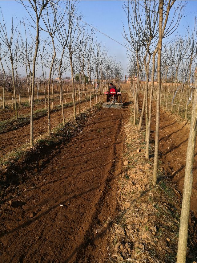 那只逮老鼠的猫老被绳子拴着