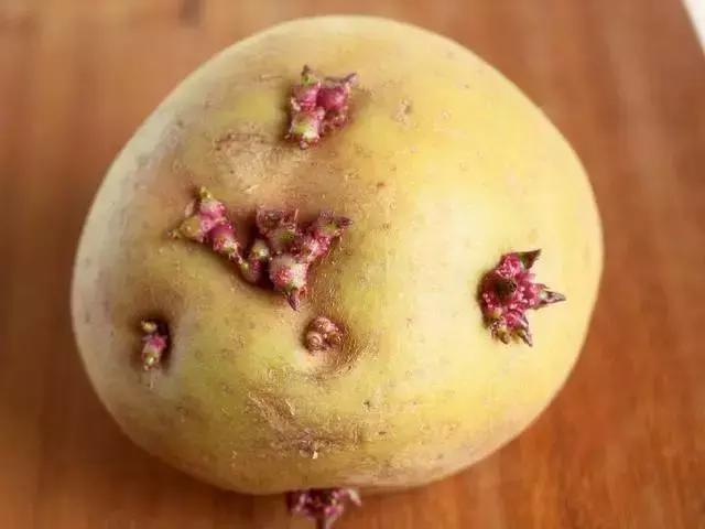 什么菜是有毒的但老百姓都在吃,浙江人警惕这3种菜有毒千万别吃