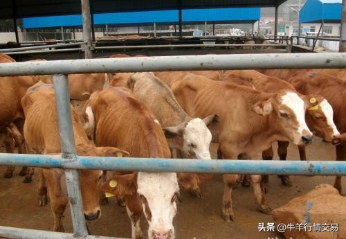 僵羊解僵步骤,僵牛僵羊解僵的最佳方法