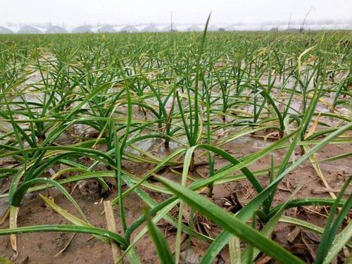 蒜蛆防治方法,蒜蛆防治药剂
