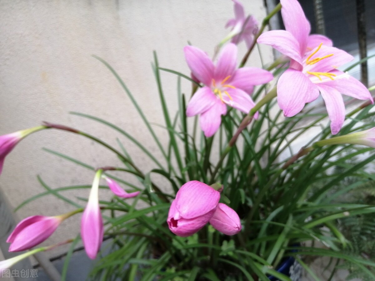 那些令人赞叹的庭院花卉,5种庭院生活方式的花卉