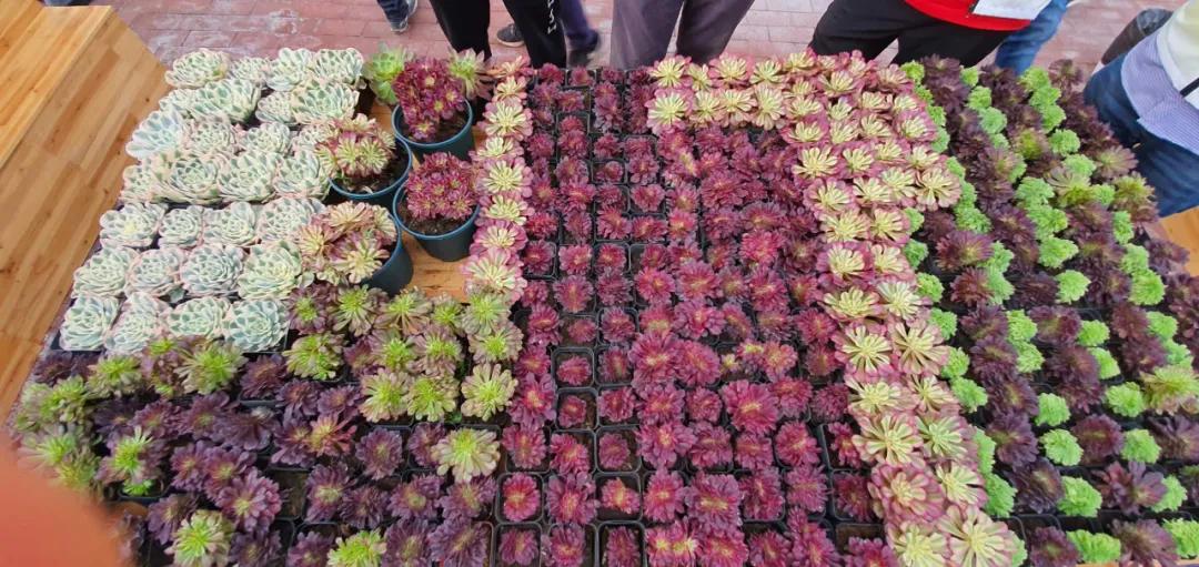 这个年销量上亿株多肉的县城，举办了首届多肉电商节
