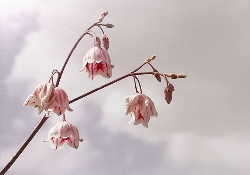 仙草罗布麻图片大全,仙草罗布麻