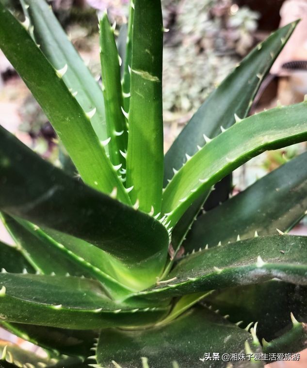 我养的芦荟为什么会开花,芦荟开花是芦荟要老了吗