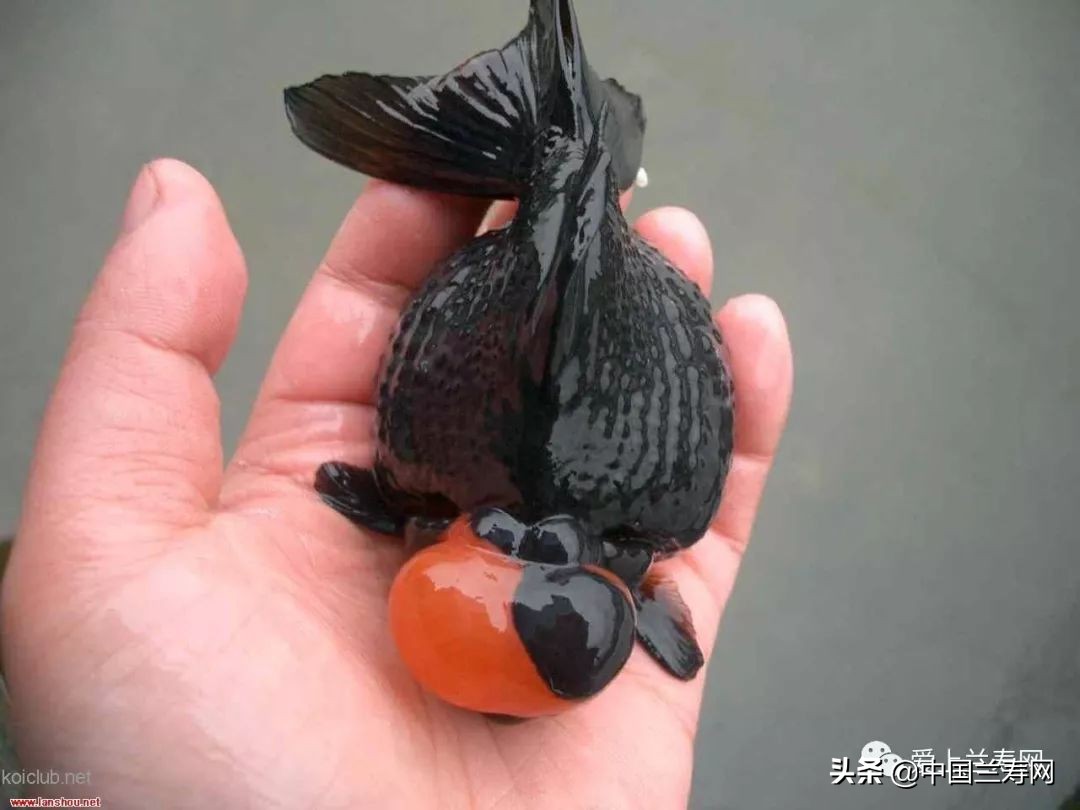 国宝级皇冠珍珠金鱼视频,皇冠珍珠金鱼视频