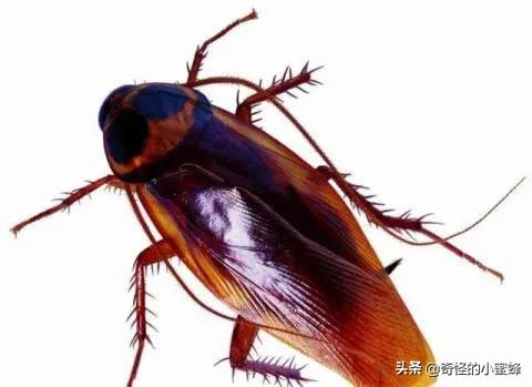 世界上五个杀不死的人,世界十大杀人不死的生物