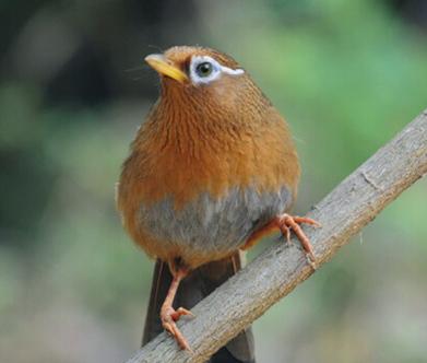 挑选画眉鸟的最好方法,挑选画眉鸟的方法和技巧