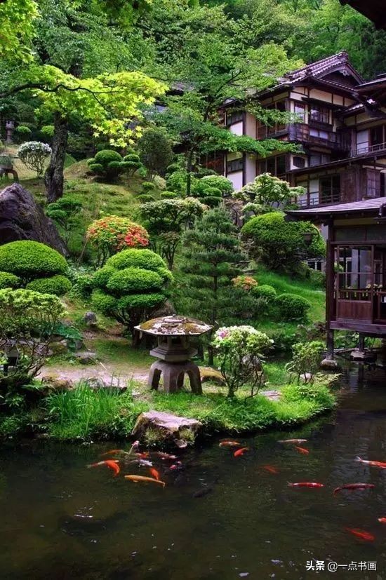 池中之仙，惊艳若此——锦鲤