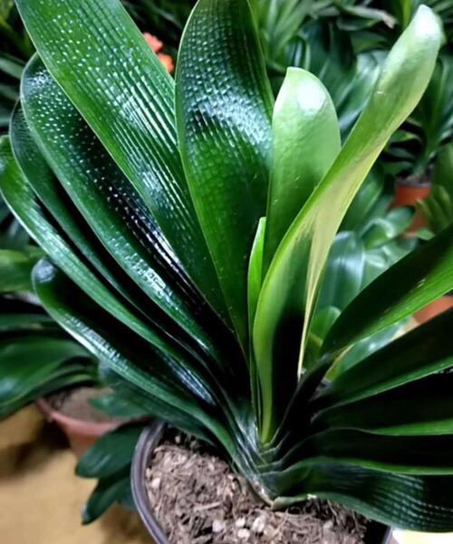 冬天君子兰的养殖方法和注意事项,君子兰夏天放室内冬天还会开花吗