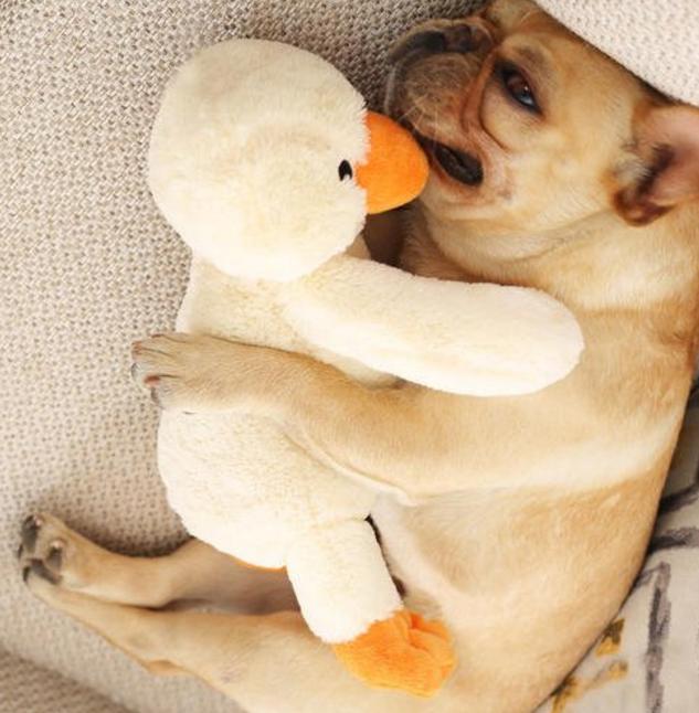 狗狗最喜欢的十大玩具推荐,狗狗最爱的玩具博美