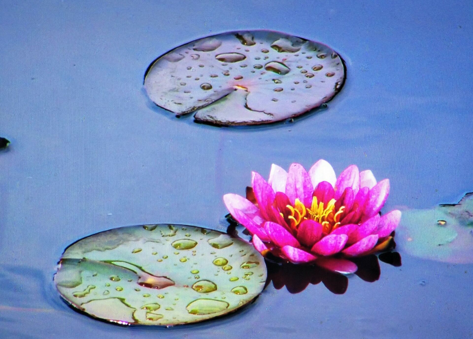 睡莲的养法和注意事项,睡莲的养殖方法睡莲的花期