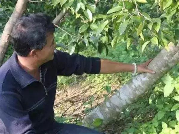 真正的沉香树什么样,沉香树有哪些