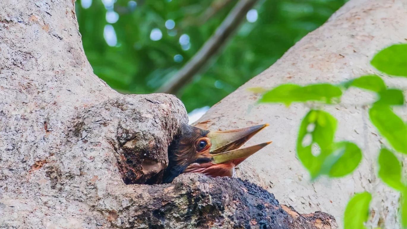 头骨最值钱鸟,头骨很珍贵的鸟