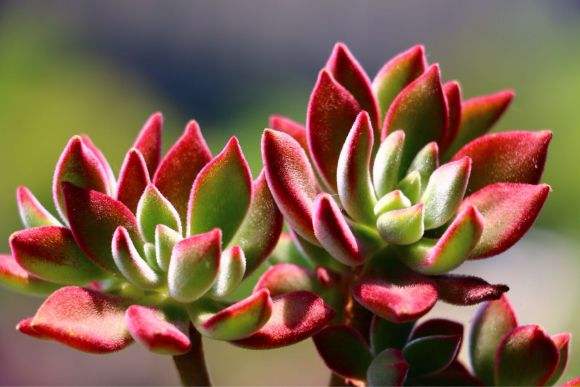 100种室内盆栽花,花卉大全500种盆栽名称