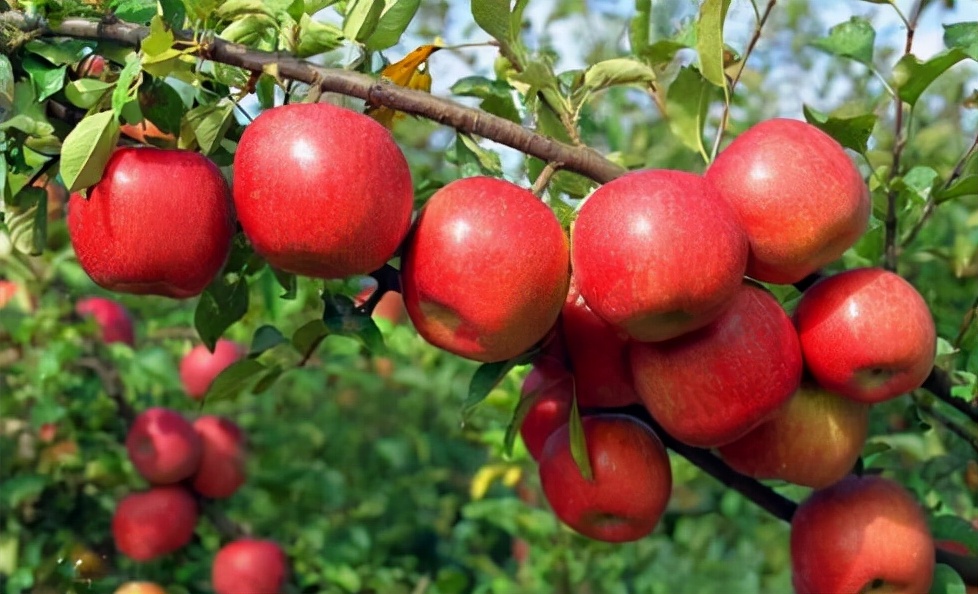 国外盆栽罗汉松,目前最火的盆景树