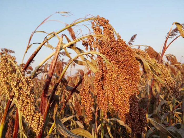 莫言饥荒描写,莫言山东高密东北乡