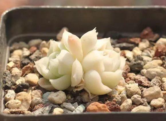 几款好看又好养的多肉,好养且易爆盆的多肉