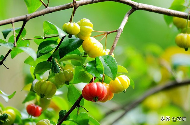 南红嘉宝果盆栽,一年四季都能吃的水果盆栽